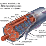 ABCDE grafica principal
