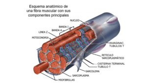 ABCDE grafica principal