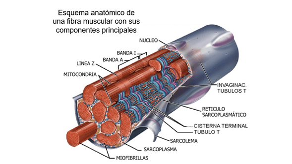 ABCDE grafica principal